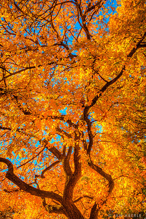 Fall colors